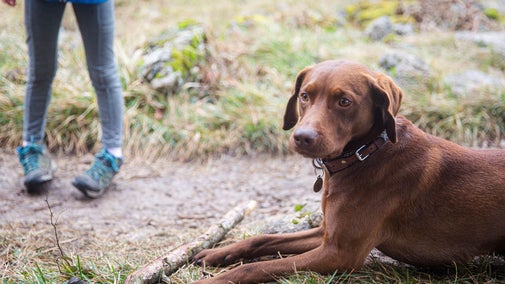 Brown labrador lying down with a stick on the grass at Eaves Wood.